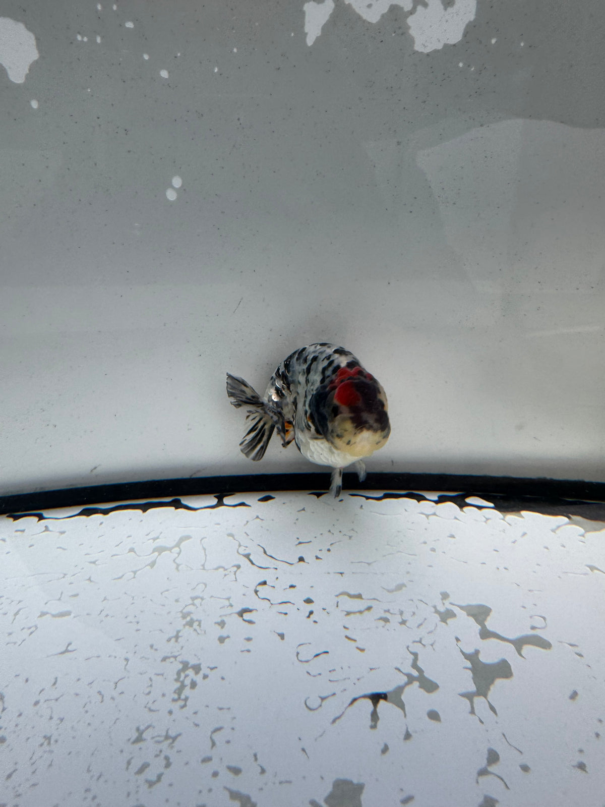 Metalic calico Ranchu. WVF1191
