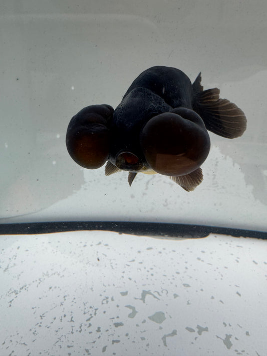 black/bronze bubble eye. WVF1170