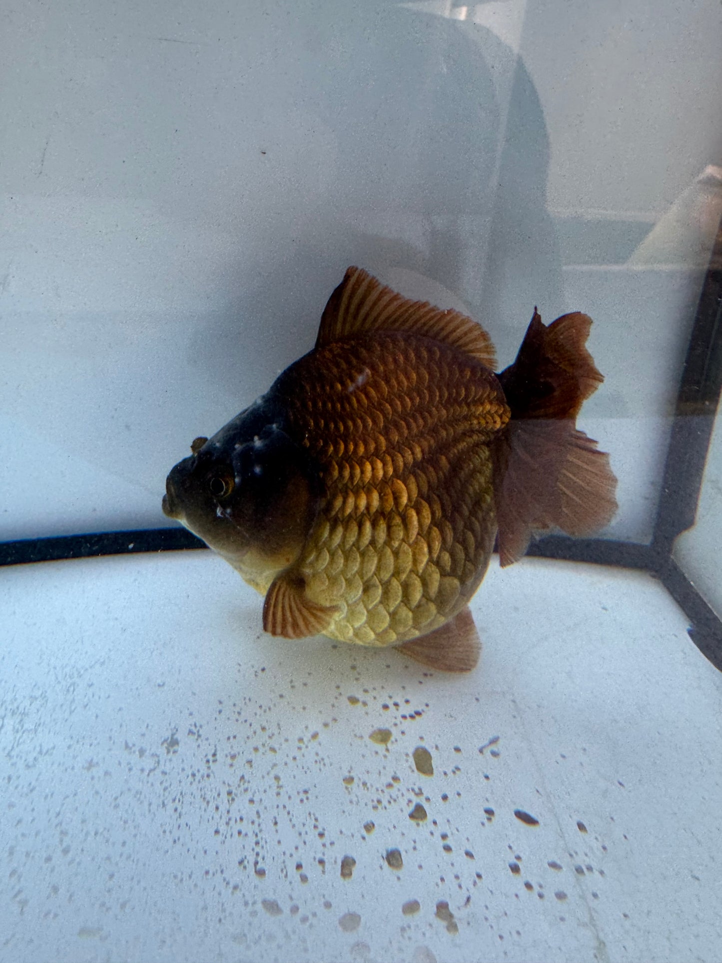Short tail bronze Oranda. WVF602