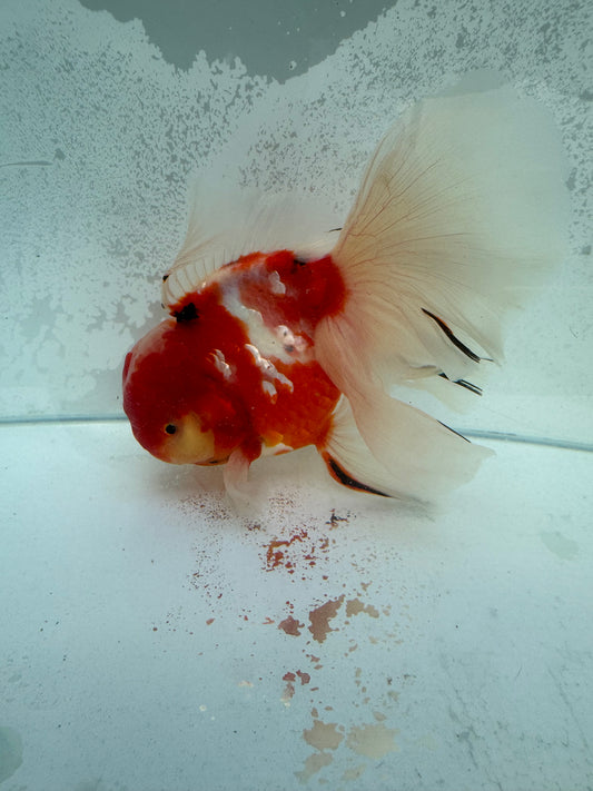 Calico Oranda. WVF369