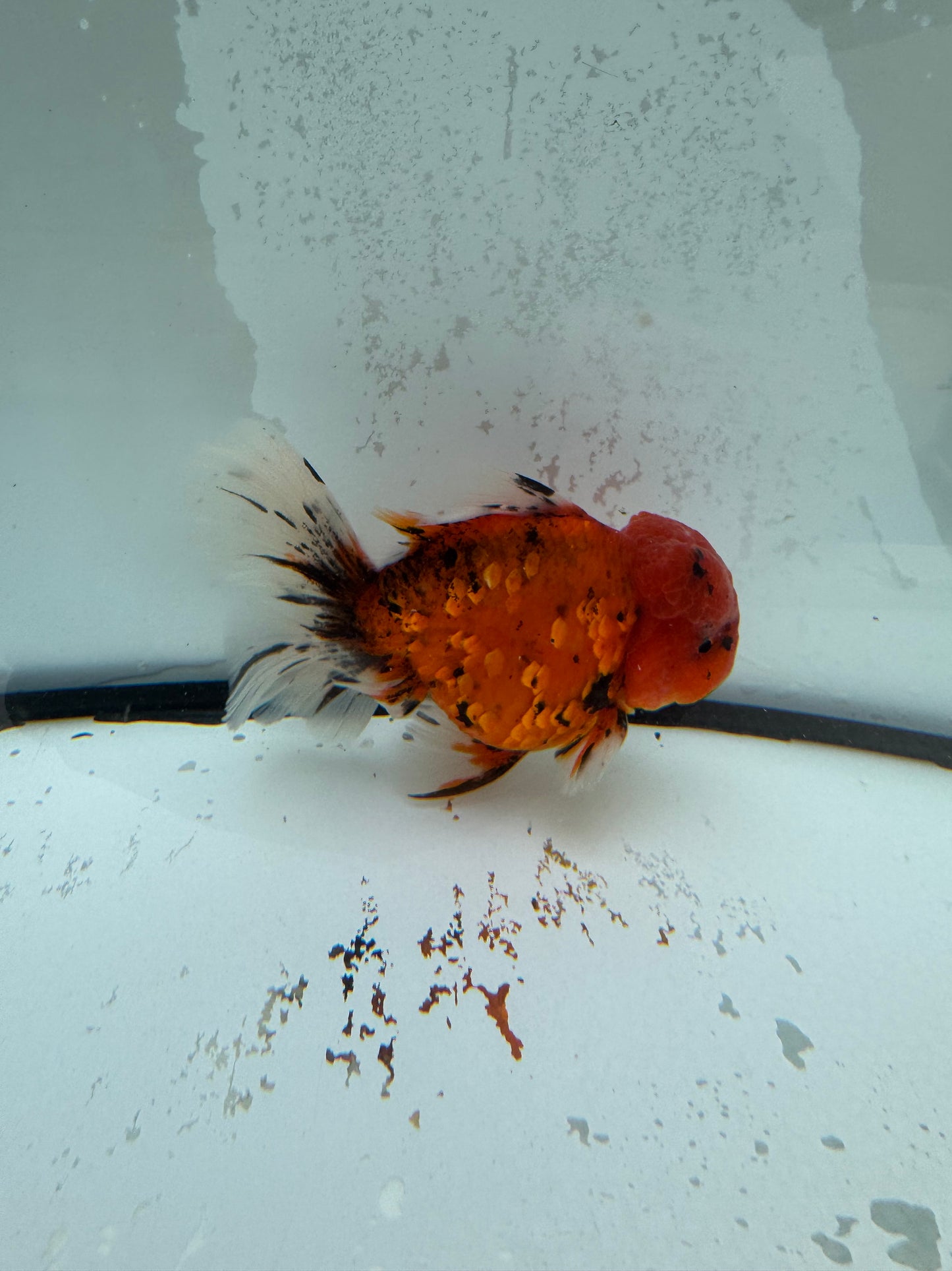 Red tiger Oranda. WVF1121