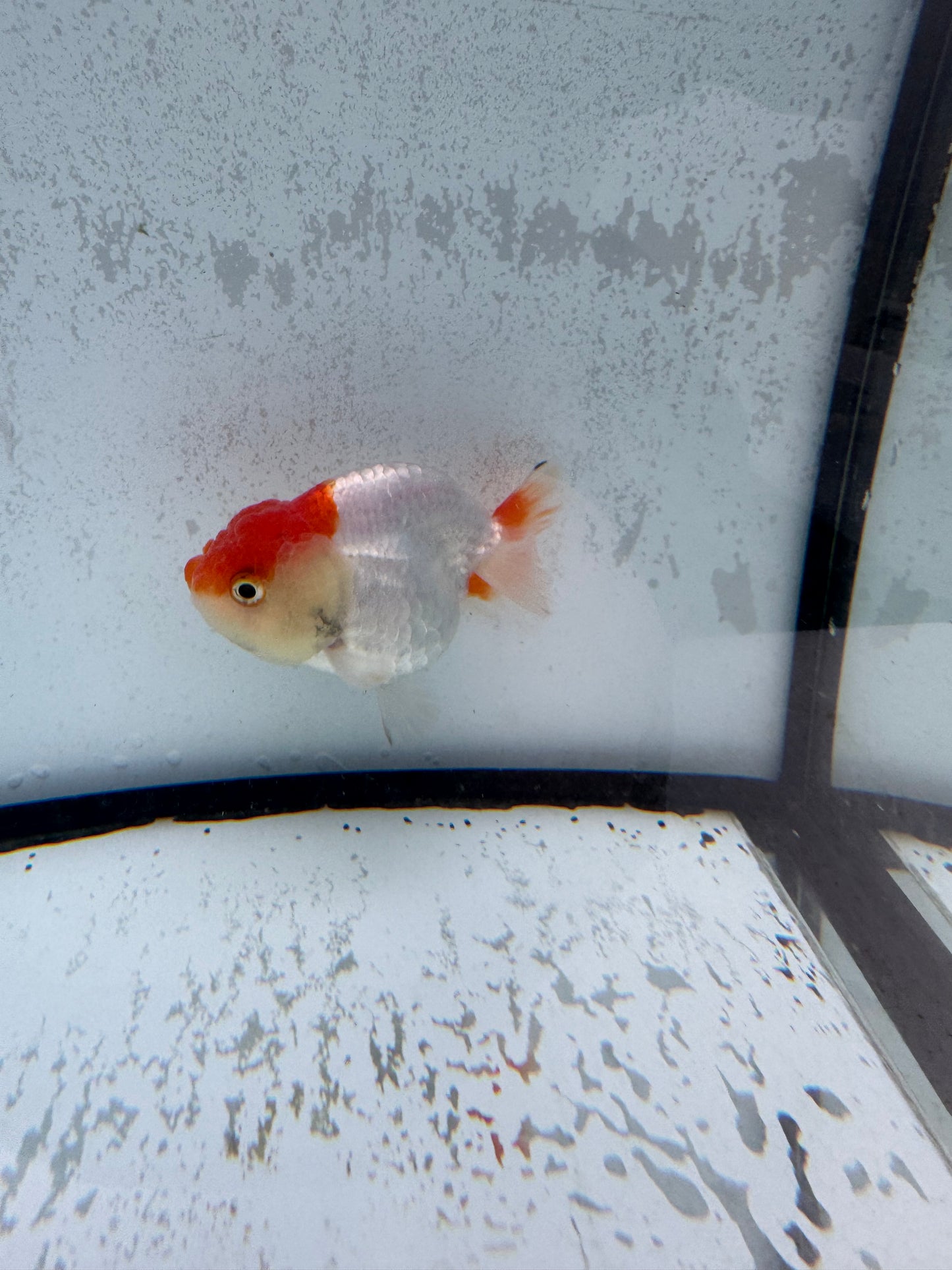 Red&white ranchu. WVF508