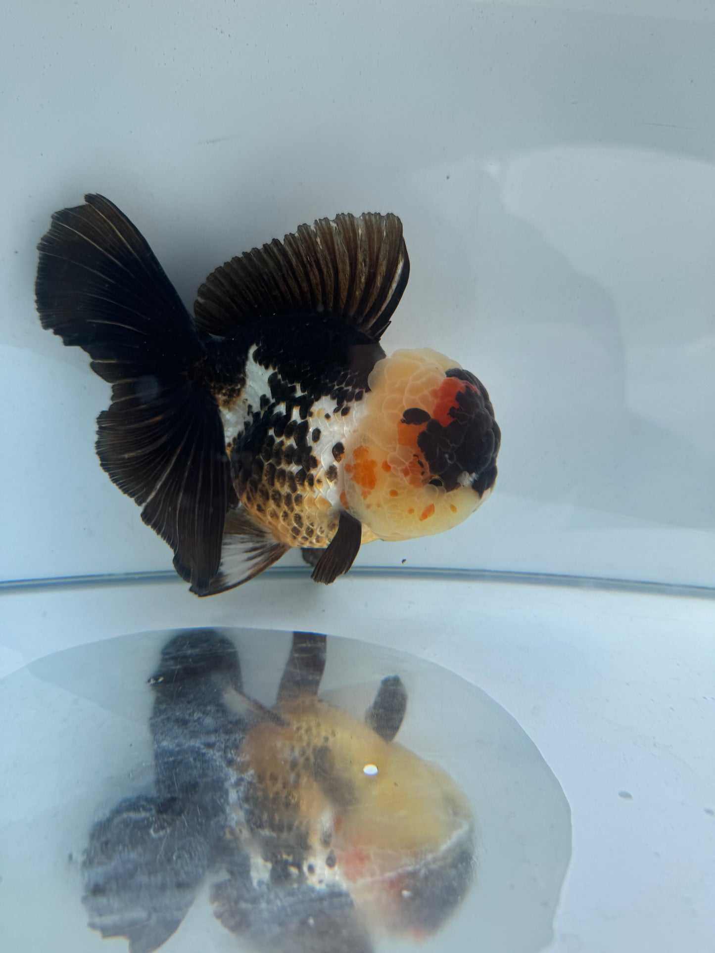 Tricolour Oranda. WVF281