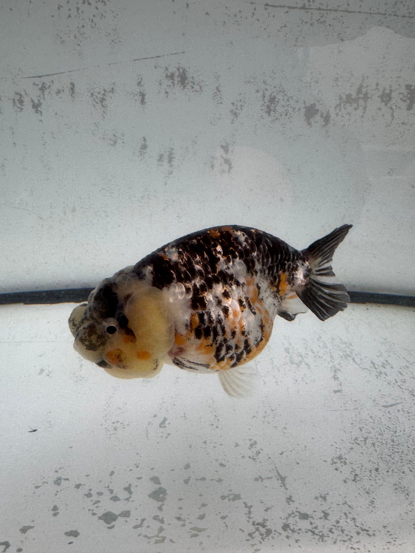 Calico Tiger ranchu. WVF591