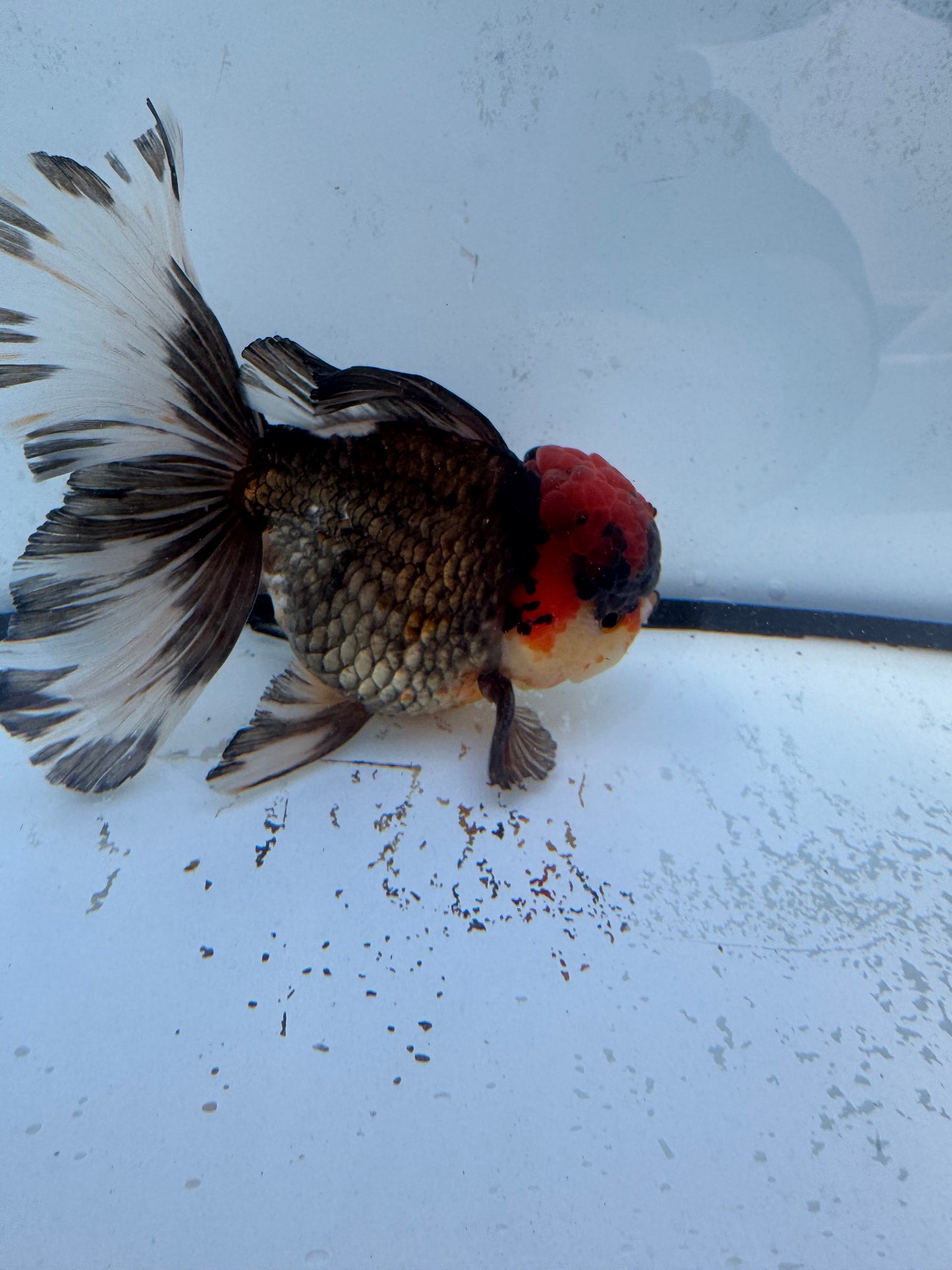 Tricolour Oranda. WVF480