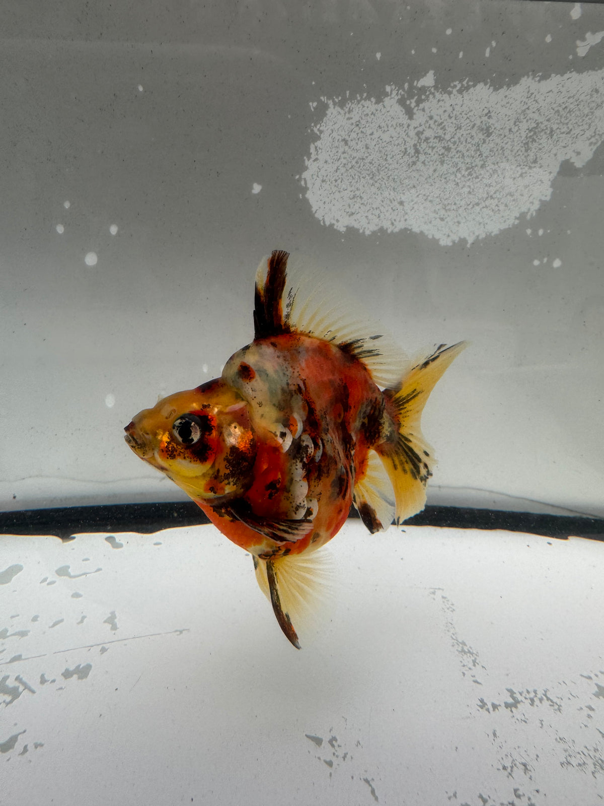 Calico Ryukin. WVF1205