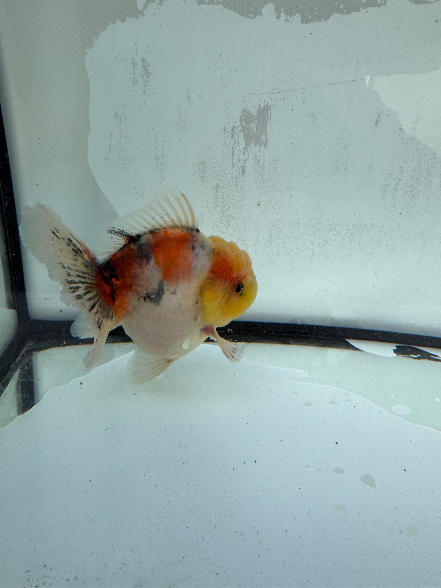 Calico Oranda WVF422