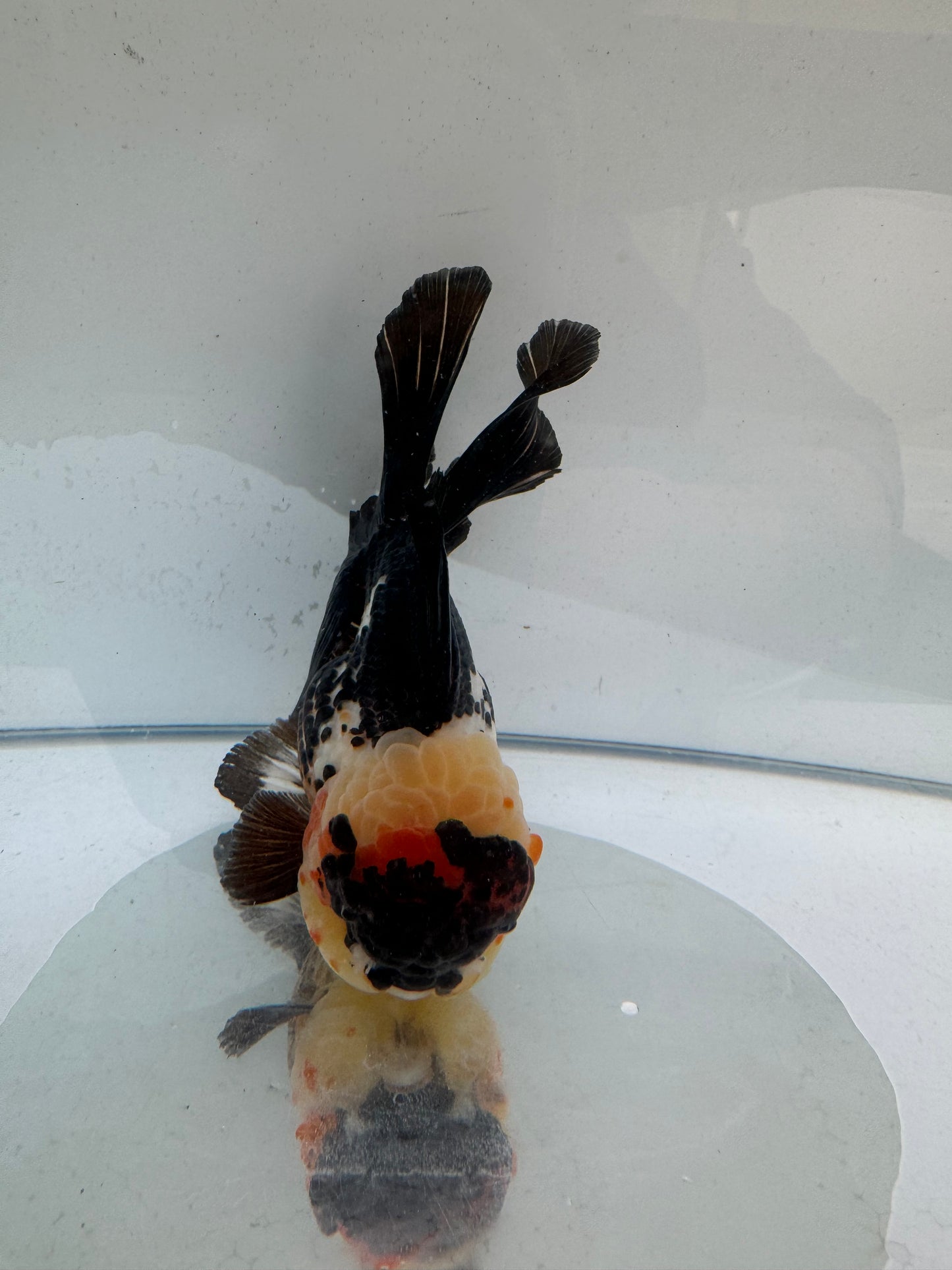 Tricolour Oranda. WVF281