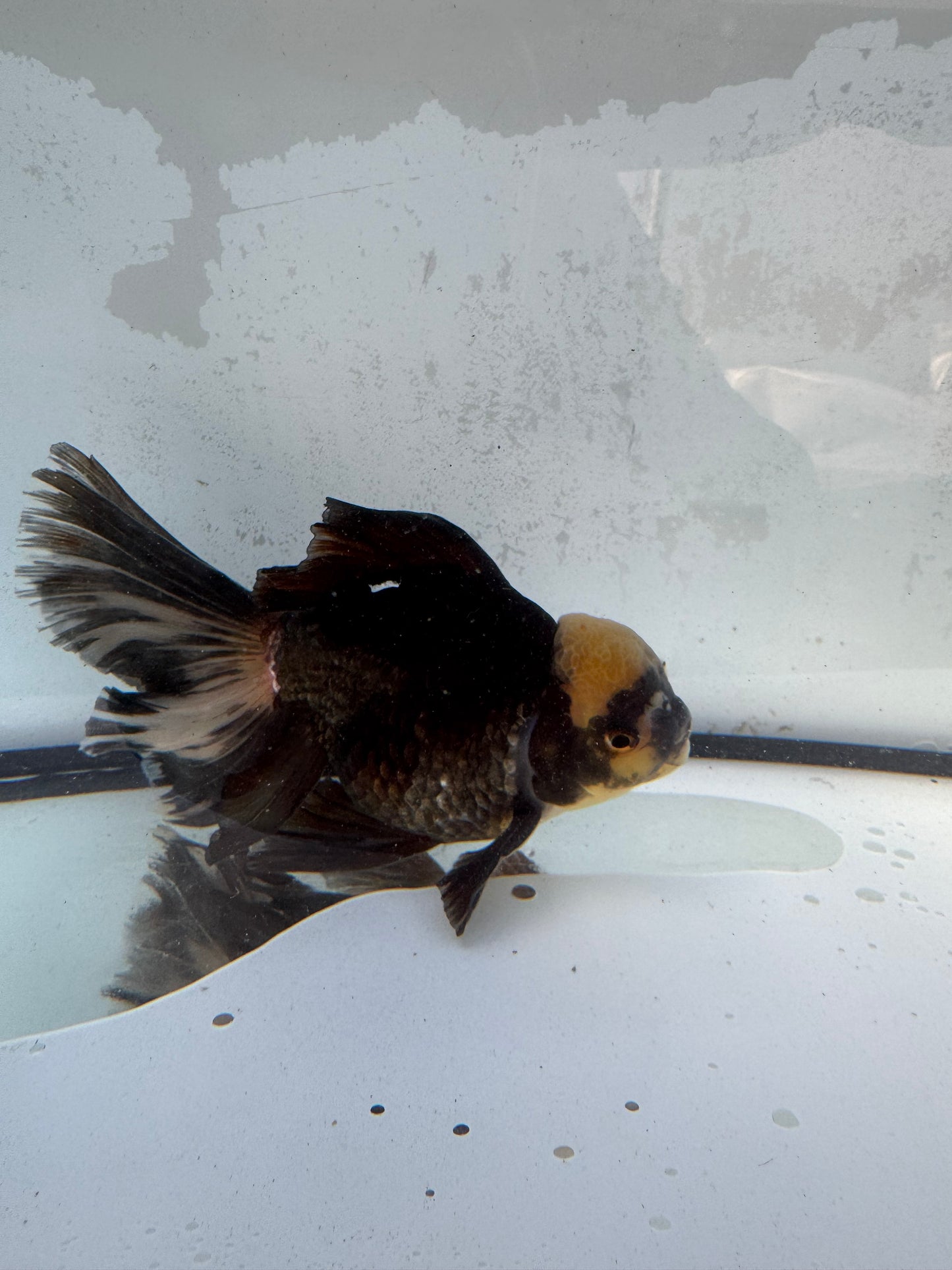 Panda Oranda. WVF417