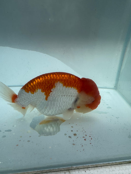 Red&white Ranchu. WVF192