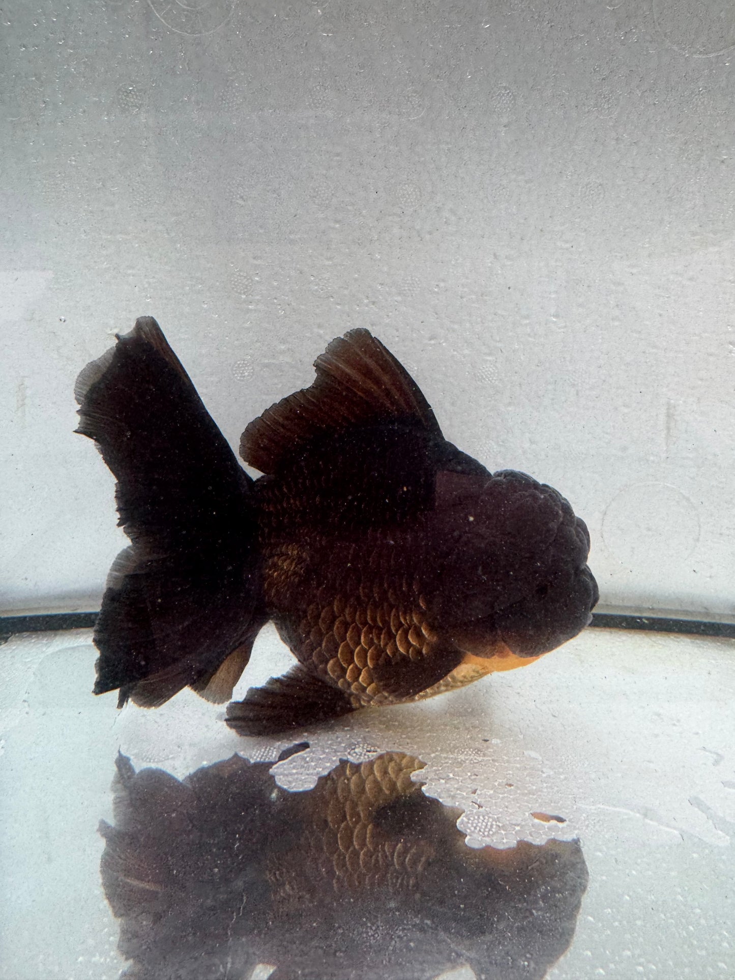 Black Oranda. WVF425