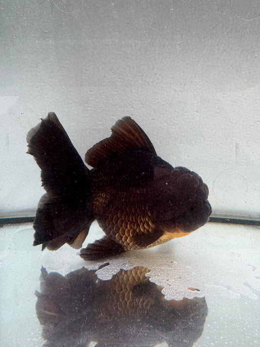 Black Oranda. WVF425