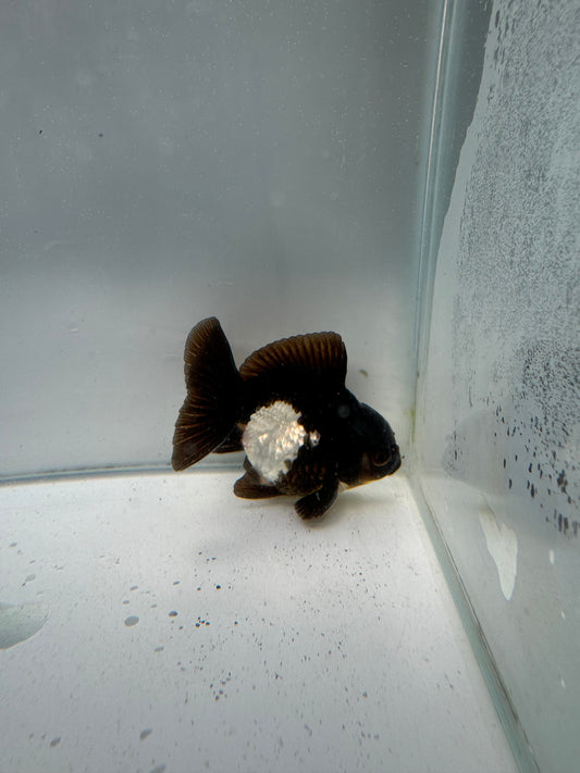 Panda Oranda WVF007