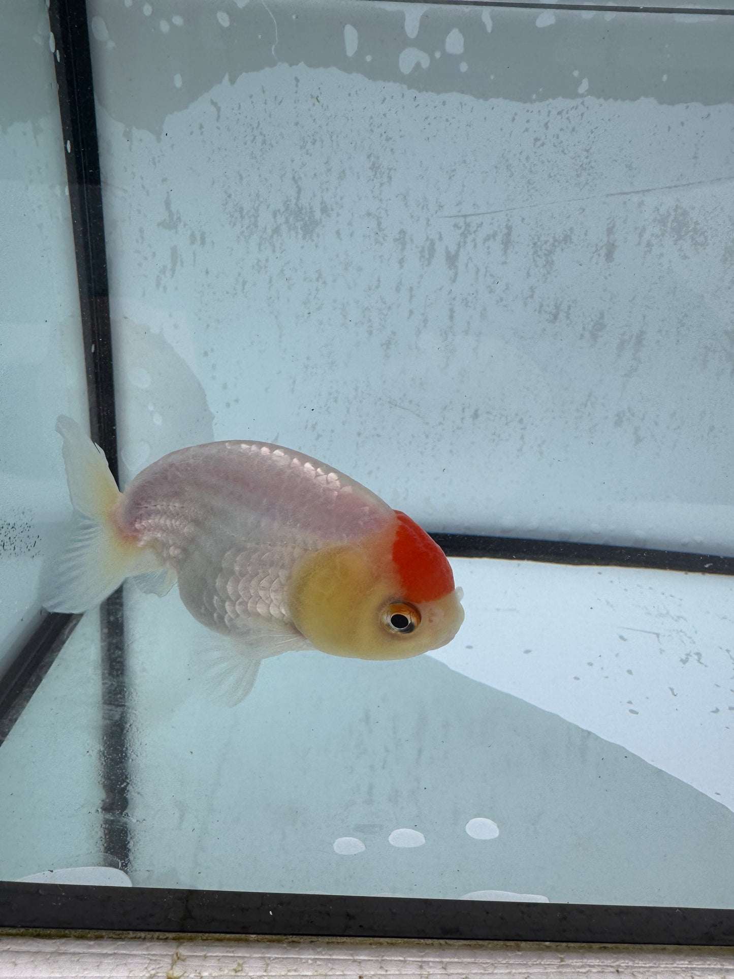 Red&white Ranchu. WVF510