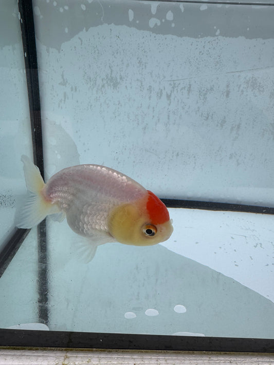 Red&white Ranchu. WVF510