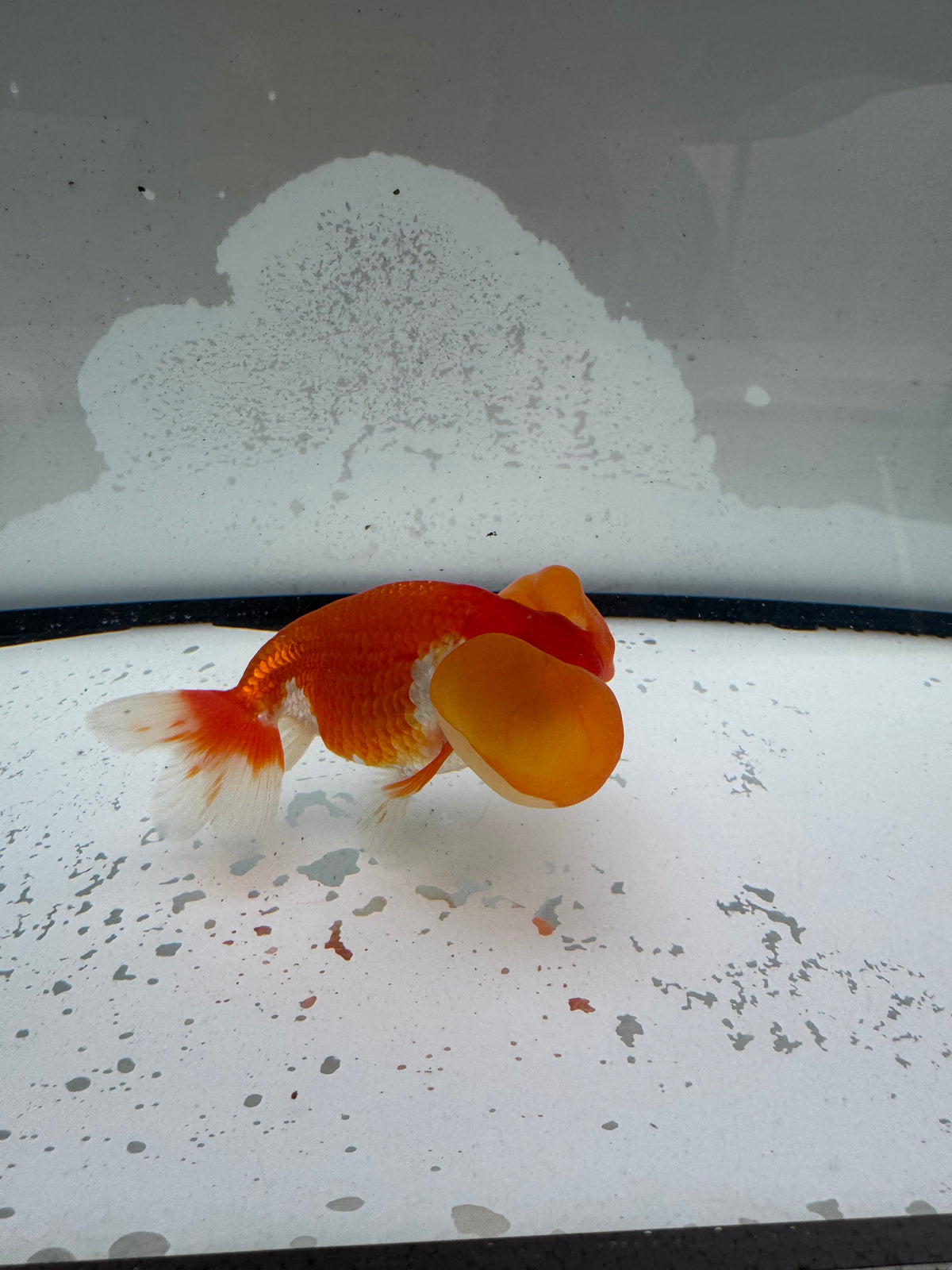 Red&white bubble eye.  WVF1172