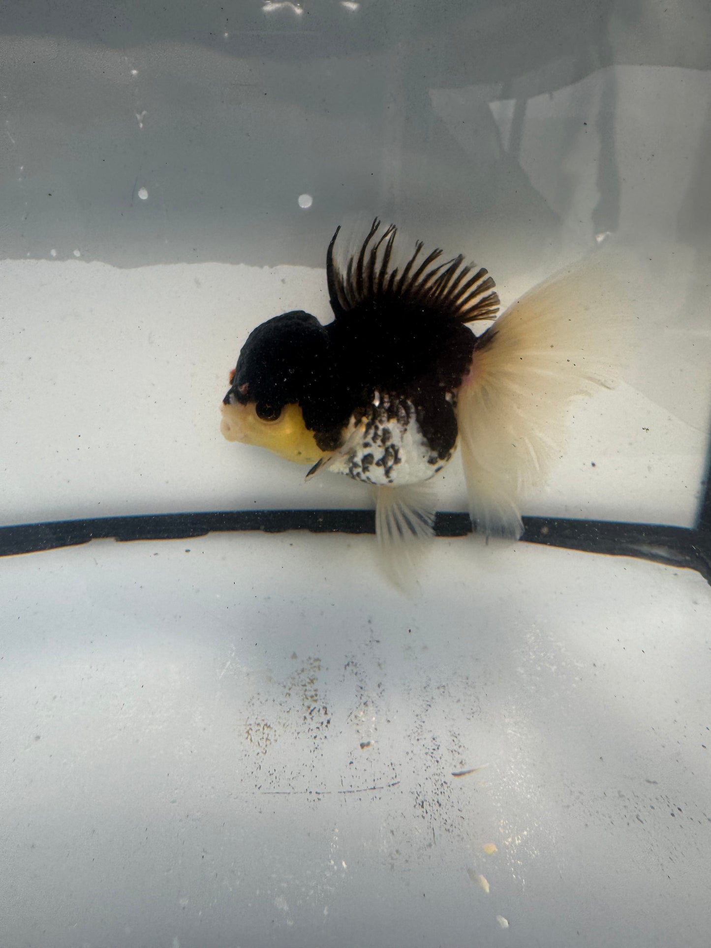 Panda Oranda. WVF921
