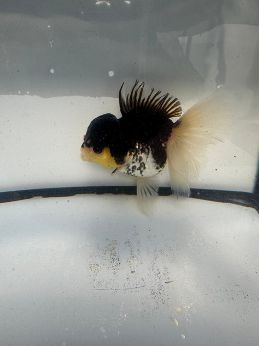 Panda Oranda. WVF921