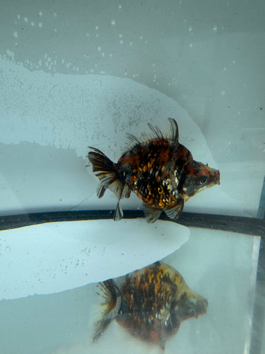Calico Ryukin. WVF968