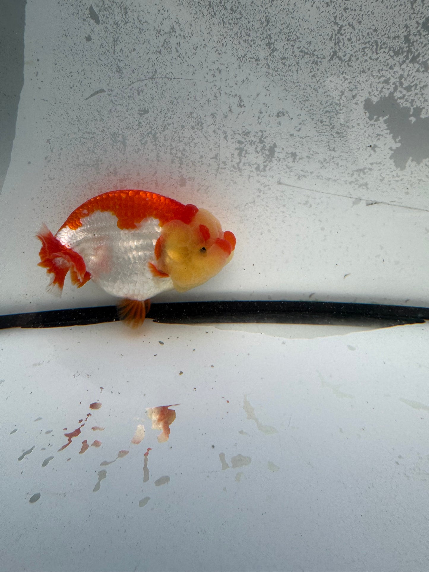 Red&white Dragonhead Ranchu. WVF1155