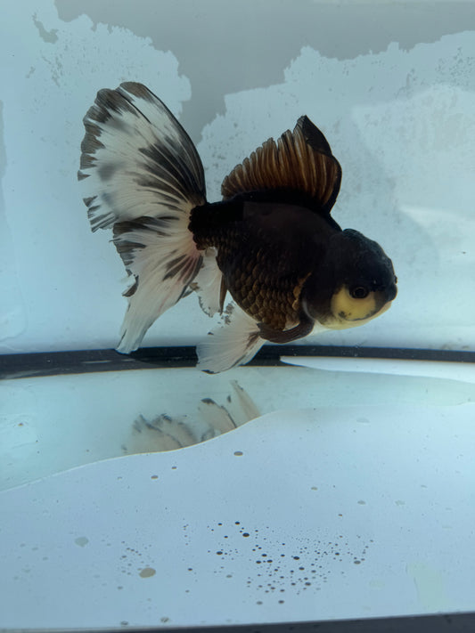 Panda Oranda wVF415