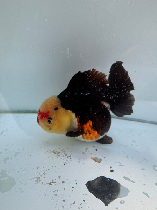 Short Tail Tricolour Pom Pom Oranda. WVF060