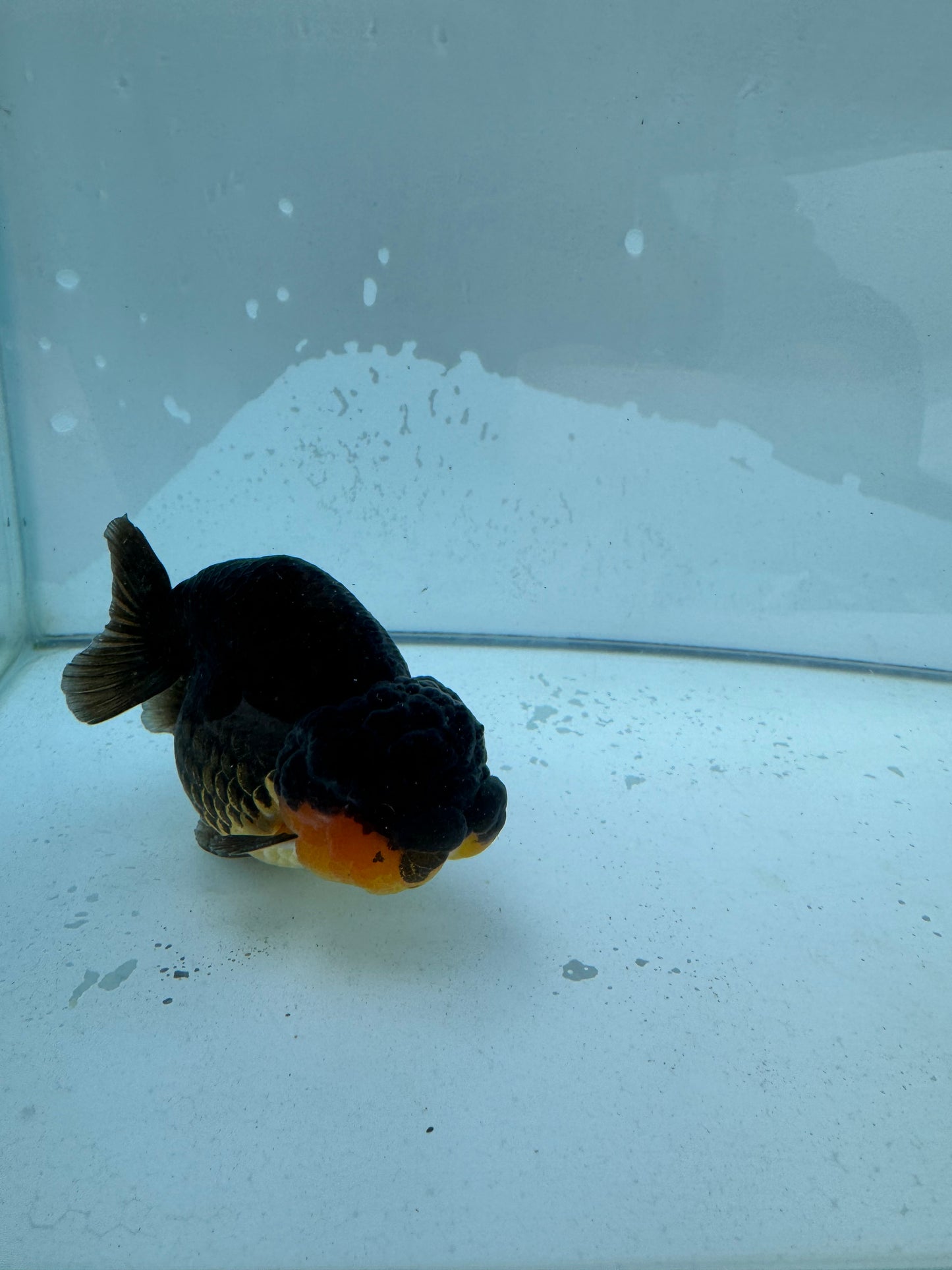 Apache Ranchu.  WVF210