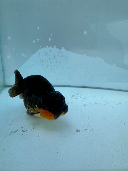 Apache Ranchu.  WVF210