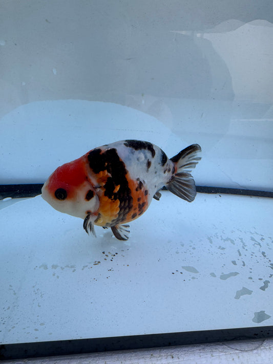 Calico Ranchu. WVF607