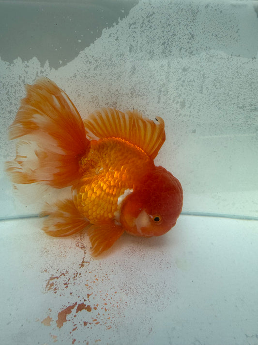 Red&white Oranda. WVF373