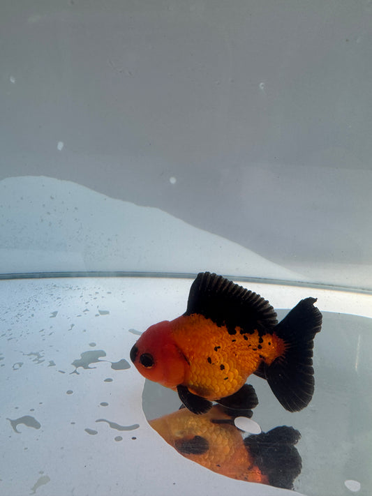 Apache Oranda.  WVF145