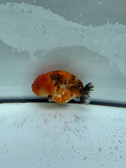 Calico Ranchu. WVF949