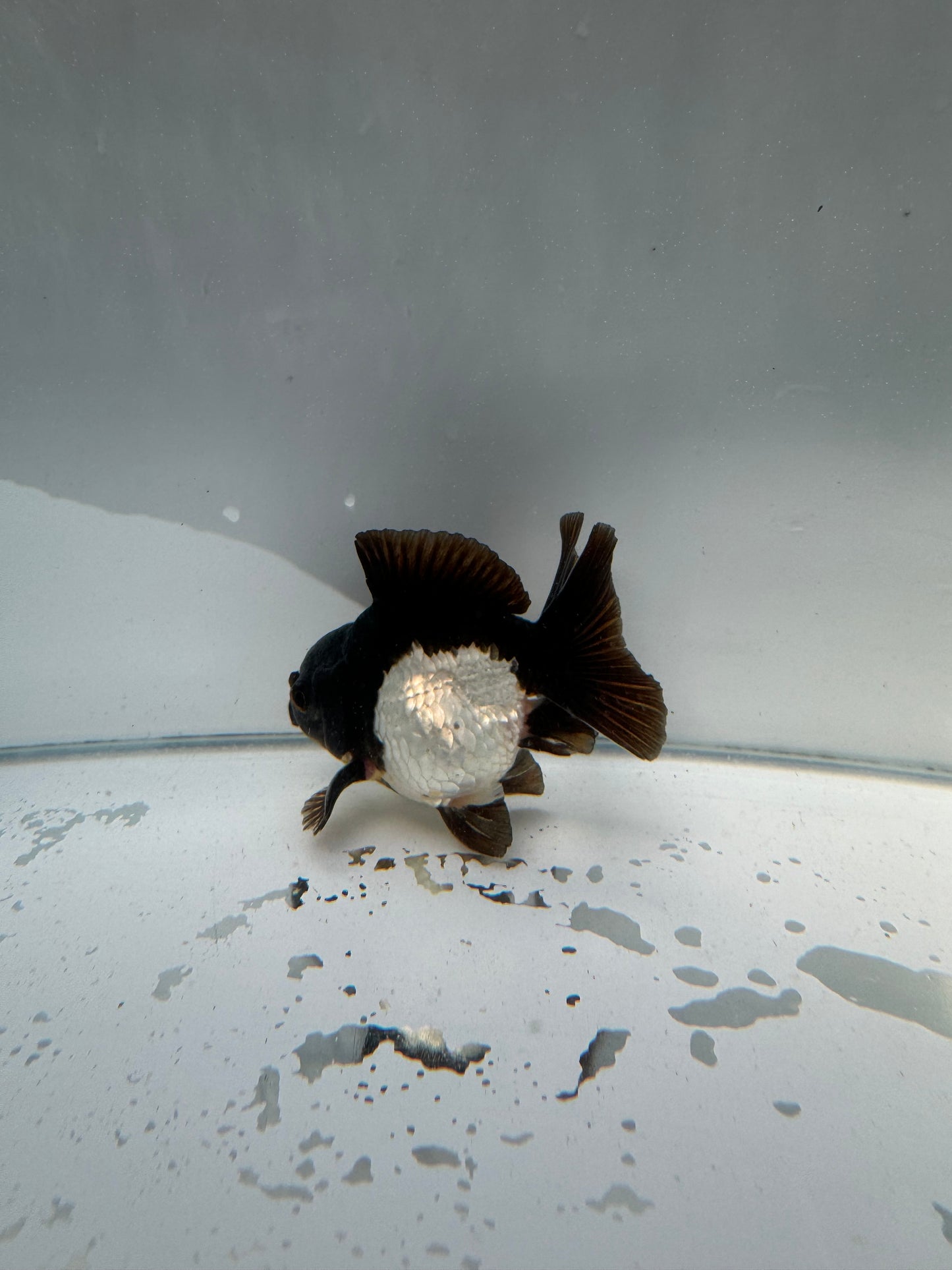 Panda Oranda WVF007