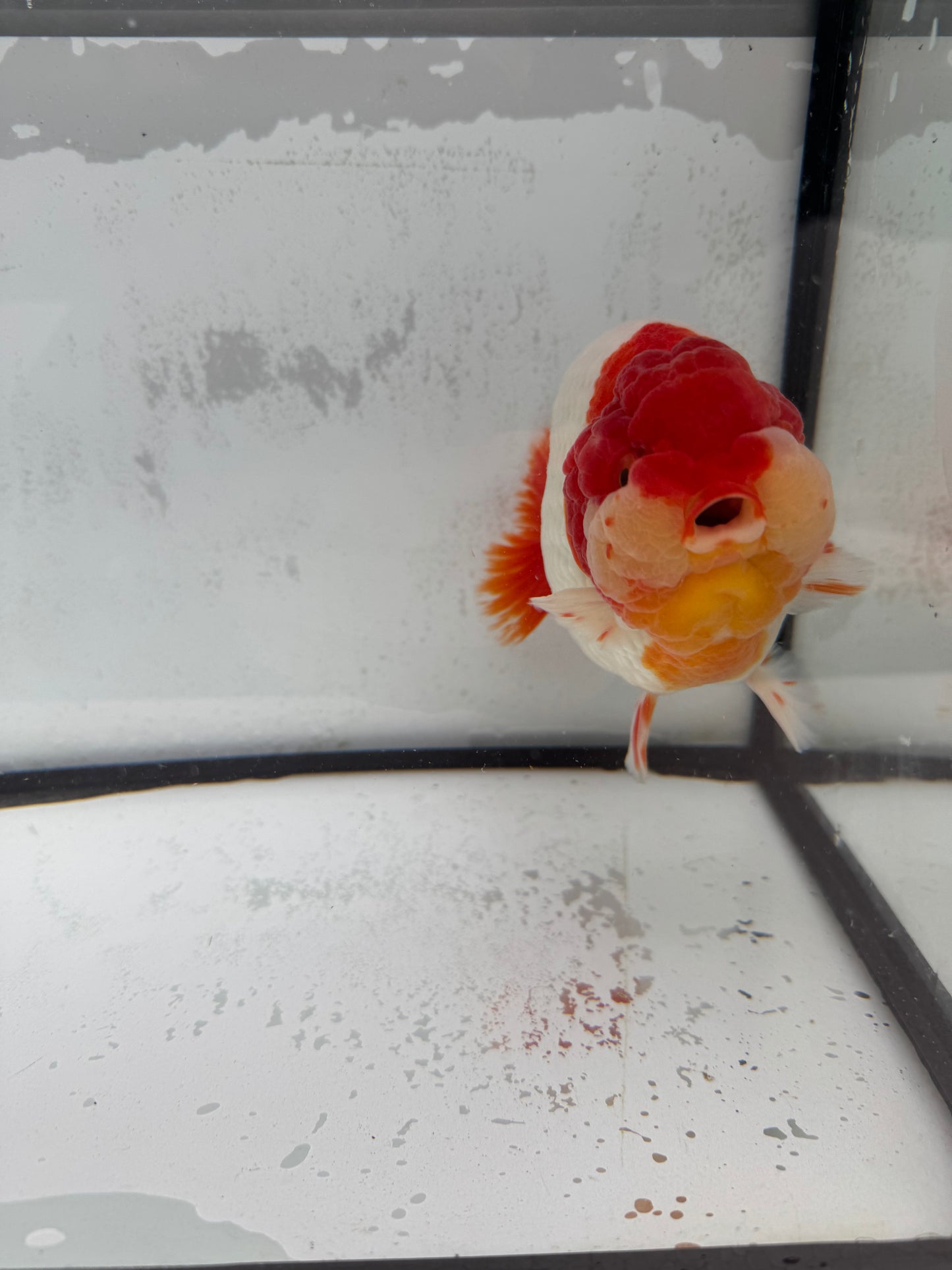 Red&white Ranchu. WVF456