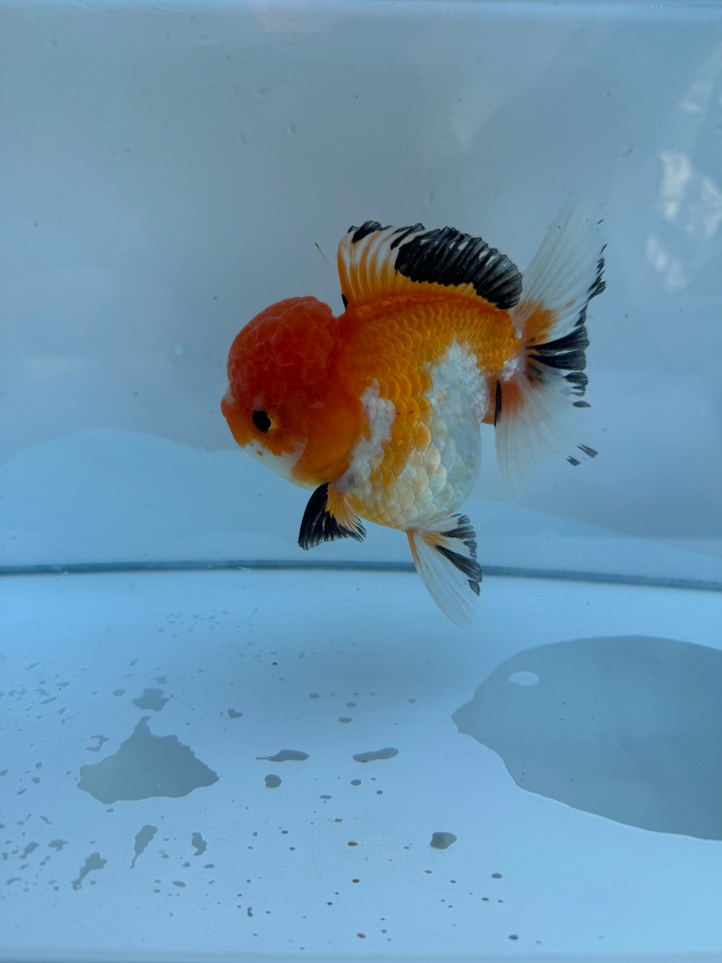 Tricolour Oranda.  WVF069