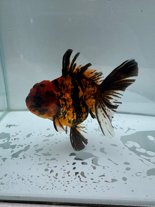 Shogun Red Tiger Oranda. WVF046