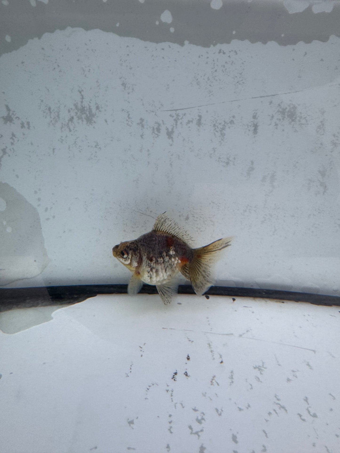 Kirin broadtail Ryukin. WVF584