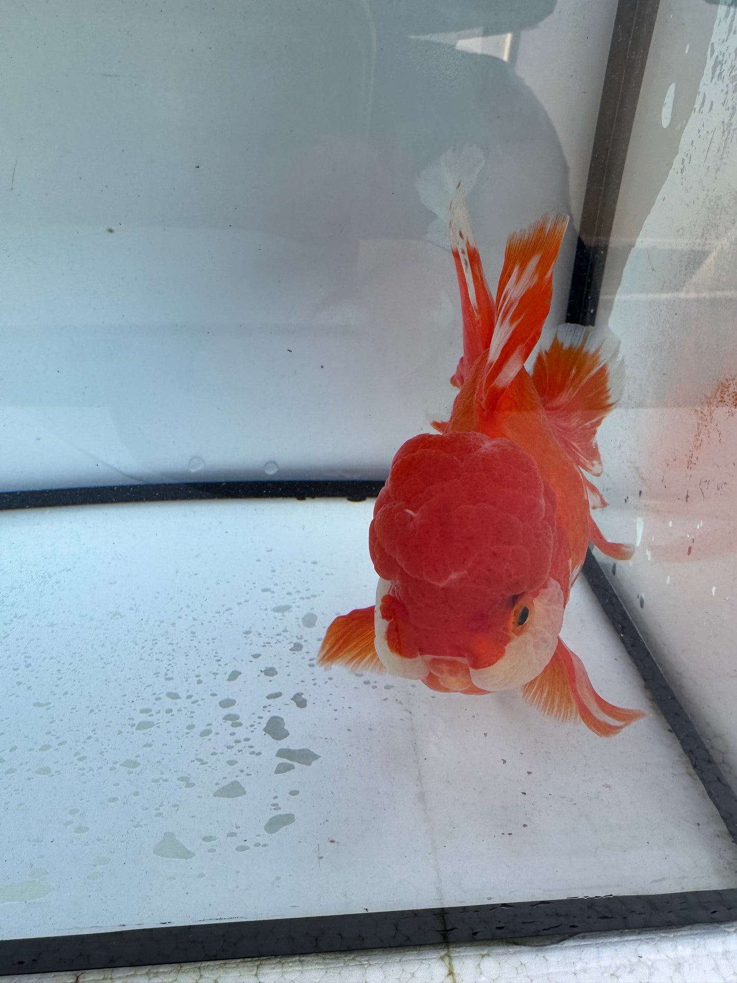 Red&white Oranda. WVF604