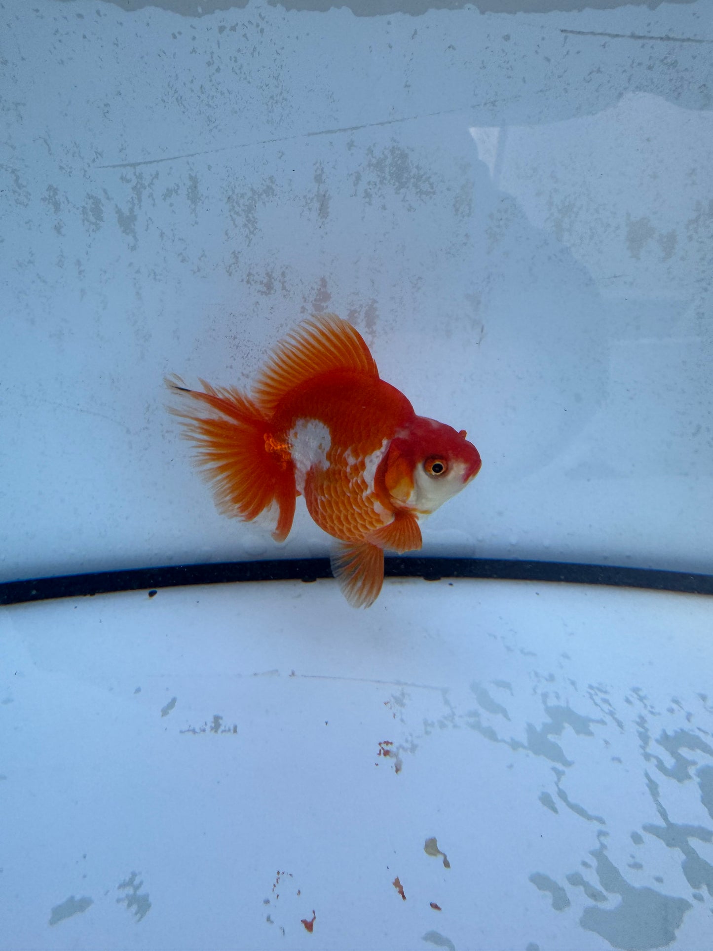 Red&white Broadtail Ryukin. WVF563