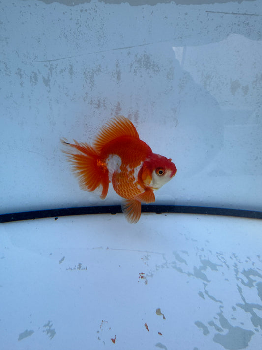 Red&white Broadtail Ryukin. WVF563