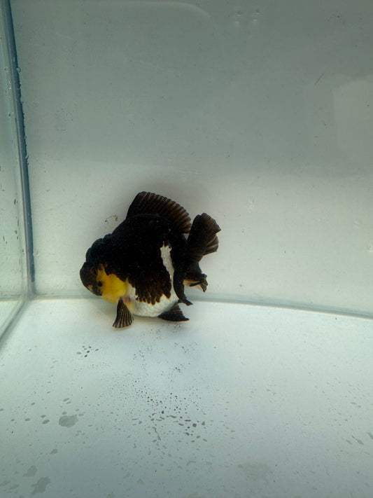 Short tail panda/tricolour. WVF262. Direct fron Nana Farm