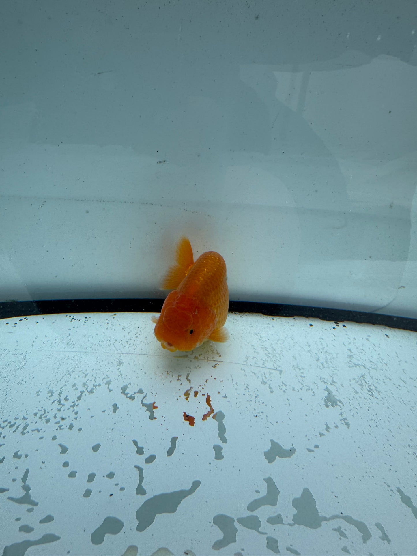 Red Ranchu.  WVF736
