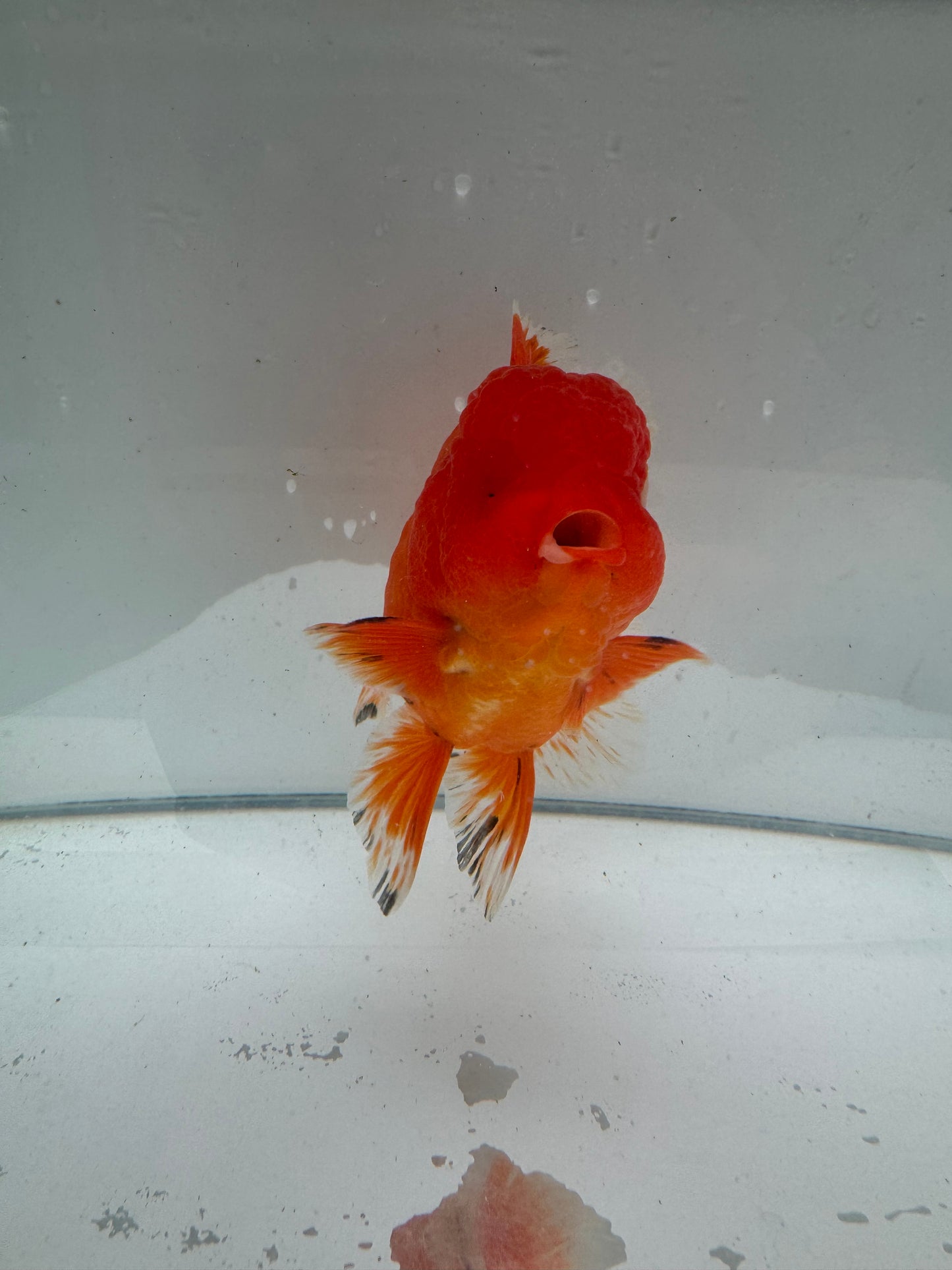 Original Shogun Oranda.  WVF085