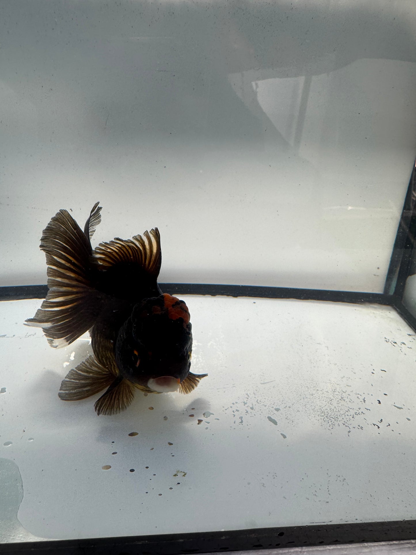 Oranda. WVF908
