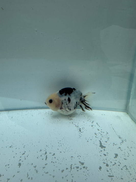 Cow Ranchu. WVF250