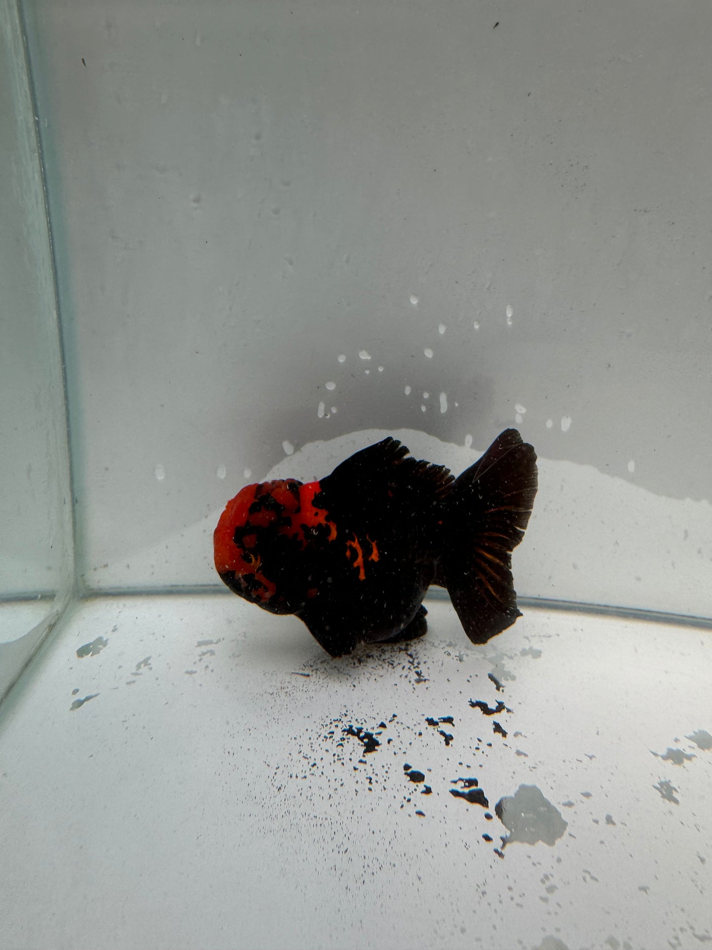 Apache Oranda.  WVF017