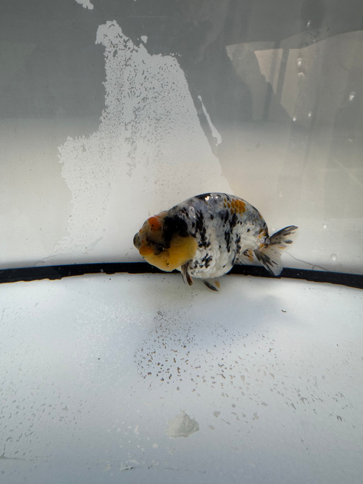 Metalic calico Ranchu. WVF1088