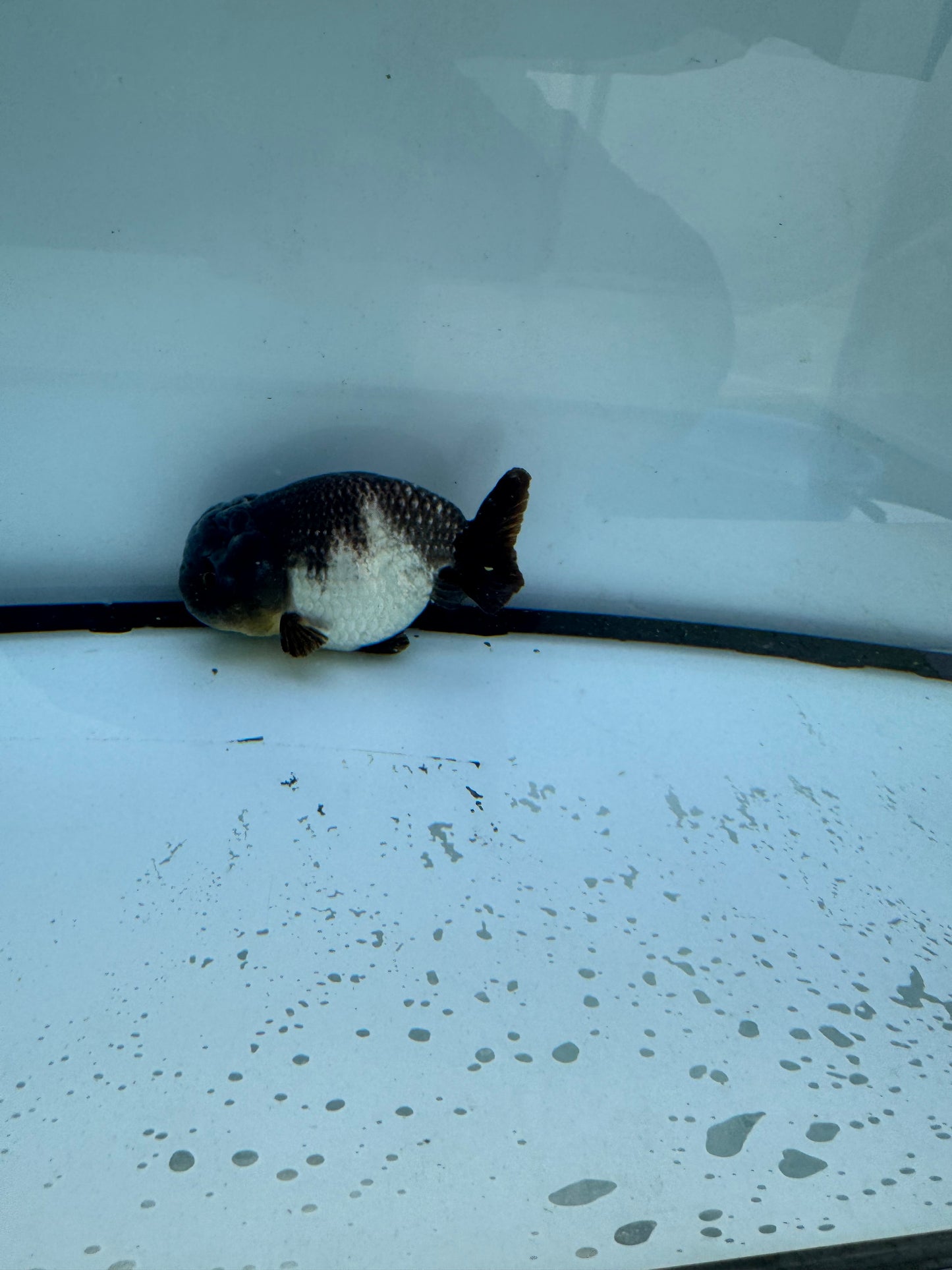 Blue/silver Ranchu. WVF708