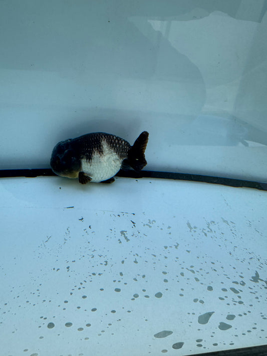 Blue/silver Ranchu. WVF708