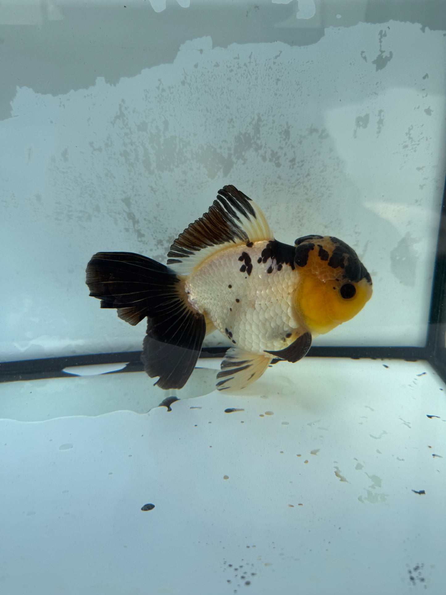 Panda Oranda WVF413